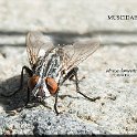 Musca domestica