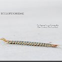 Scolopendra polymorpha