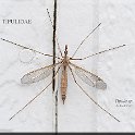 Tipula sp