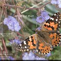 Vanessa cardui